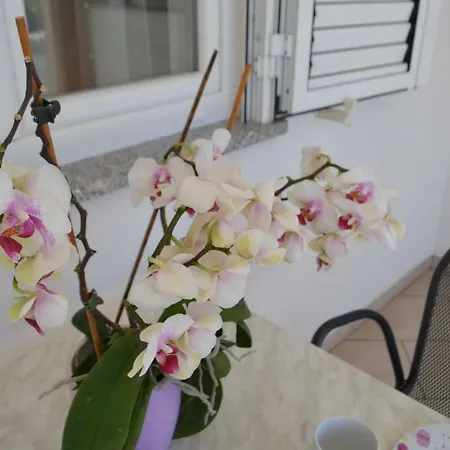 Darica Vid * Primosten