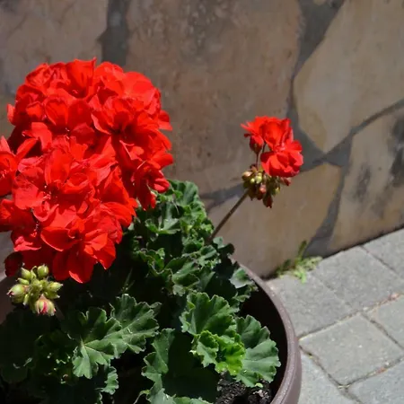 Darica Vid Apartment Primosten