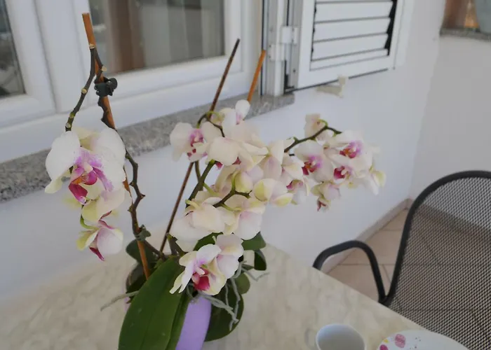 Darica Vid * Primosten