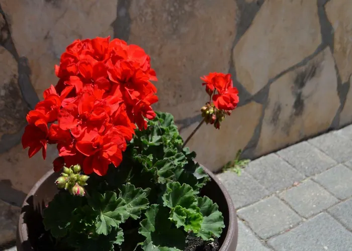 Darica Vid Lägenhet Primošten